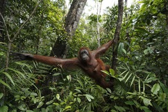Swinging Orangutan by Maekawa